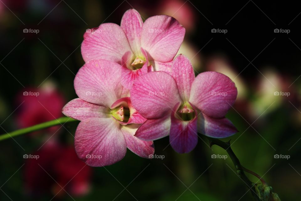 Blossom of orchid flowers