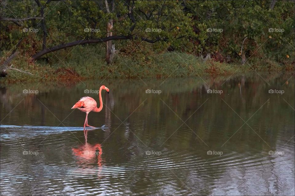 Flamingo