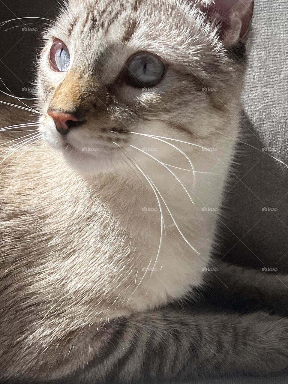 Gatito michu con ojos bonitos 