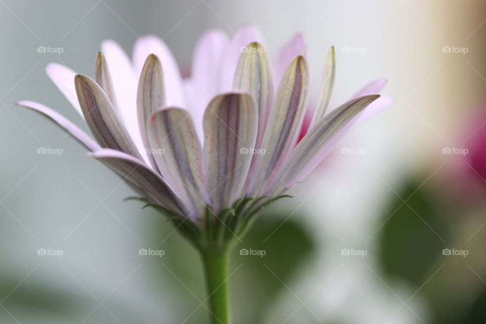 Pink flower closeup