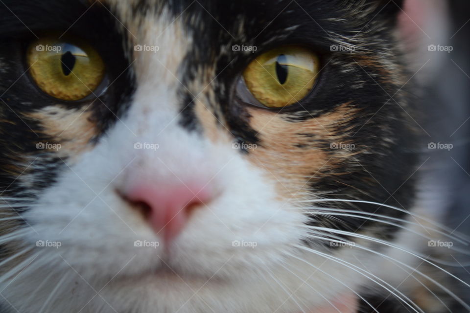Close-up of calico cat's face