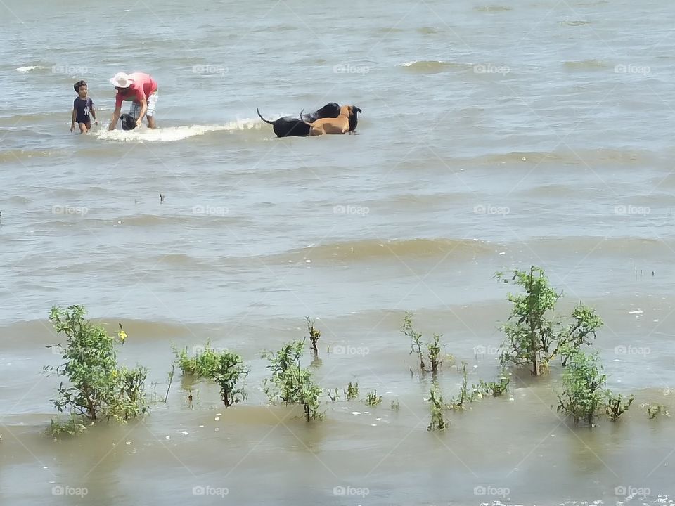 happy dogs swimming