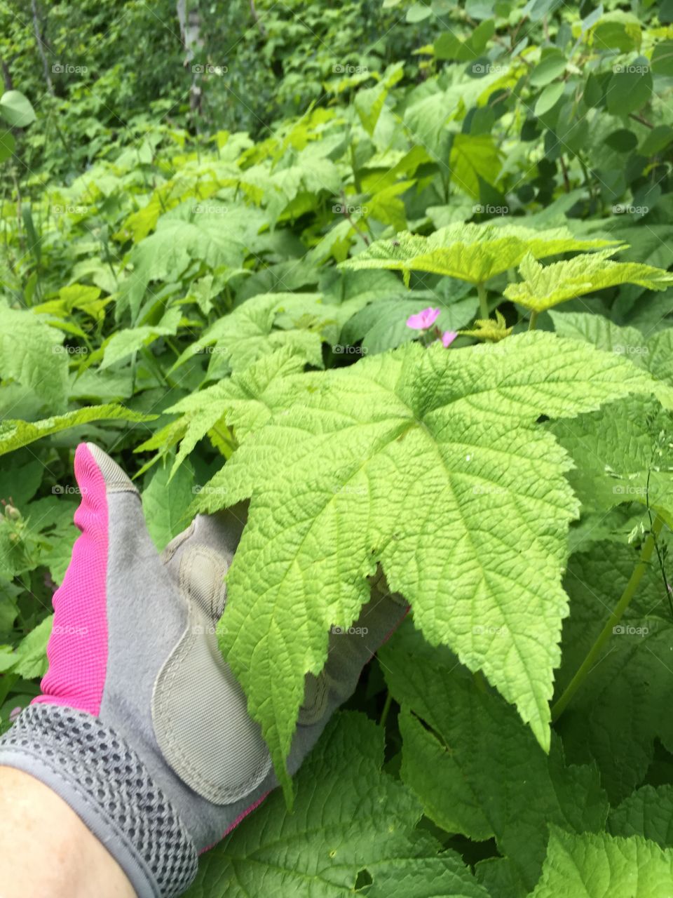 Wild Raspberry Leaf. A huge wild raspberry leaf 