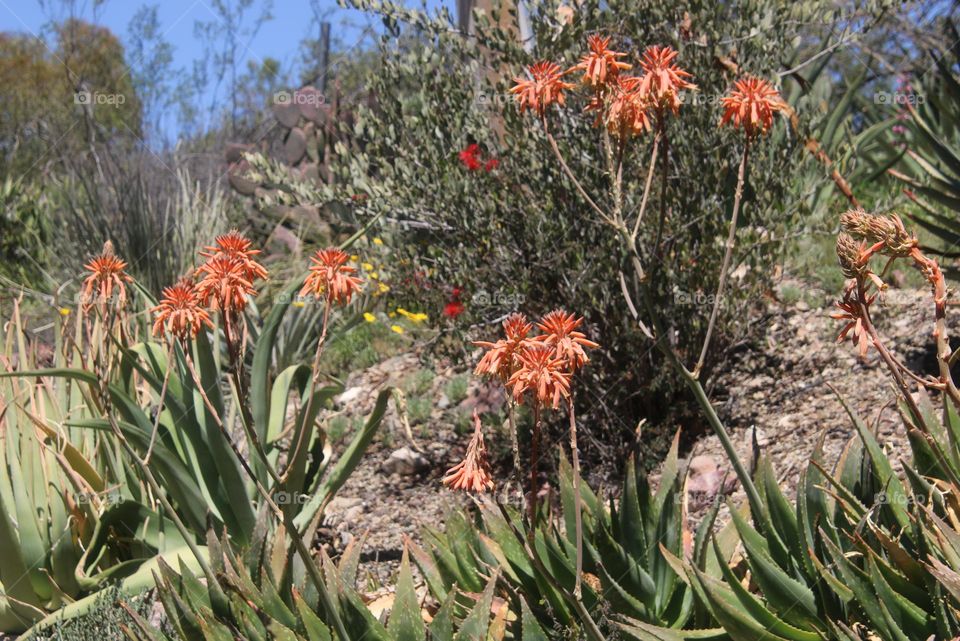 Orange Flowers in Desert Spring