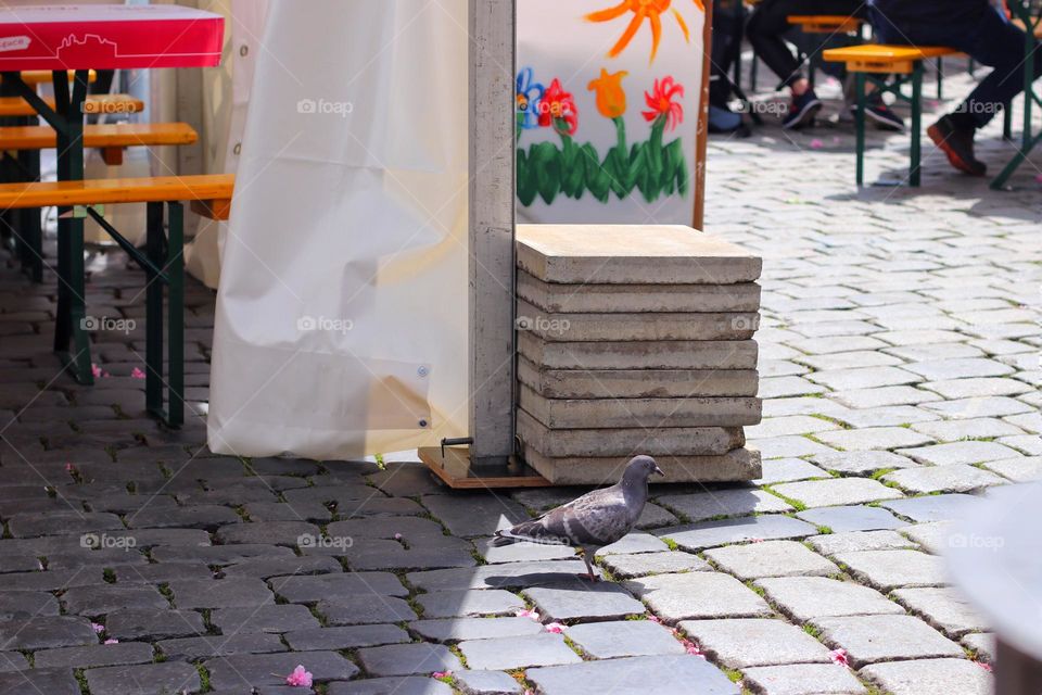 A pigeon walks through a city on cobblestones
