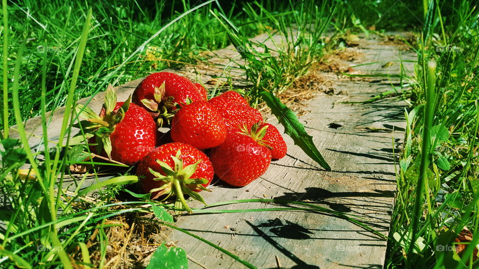 summer harvest of strawberry on a wooden background