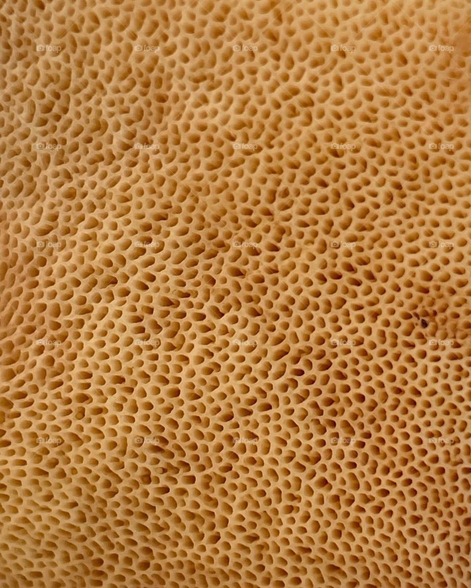 Mushroom pores in macro