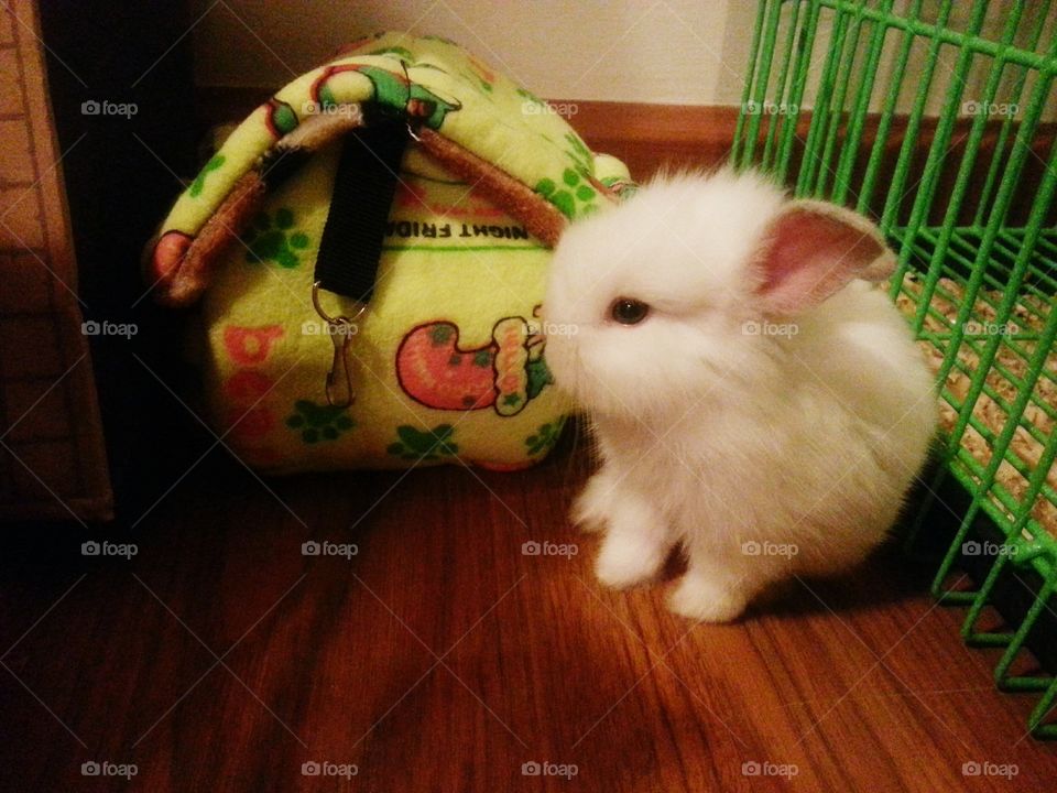 Hikaru, my beautiful pet bunny!