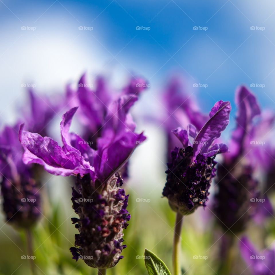 Lavender Blossom  against Blue Sky nature Sommer Plants 