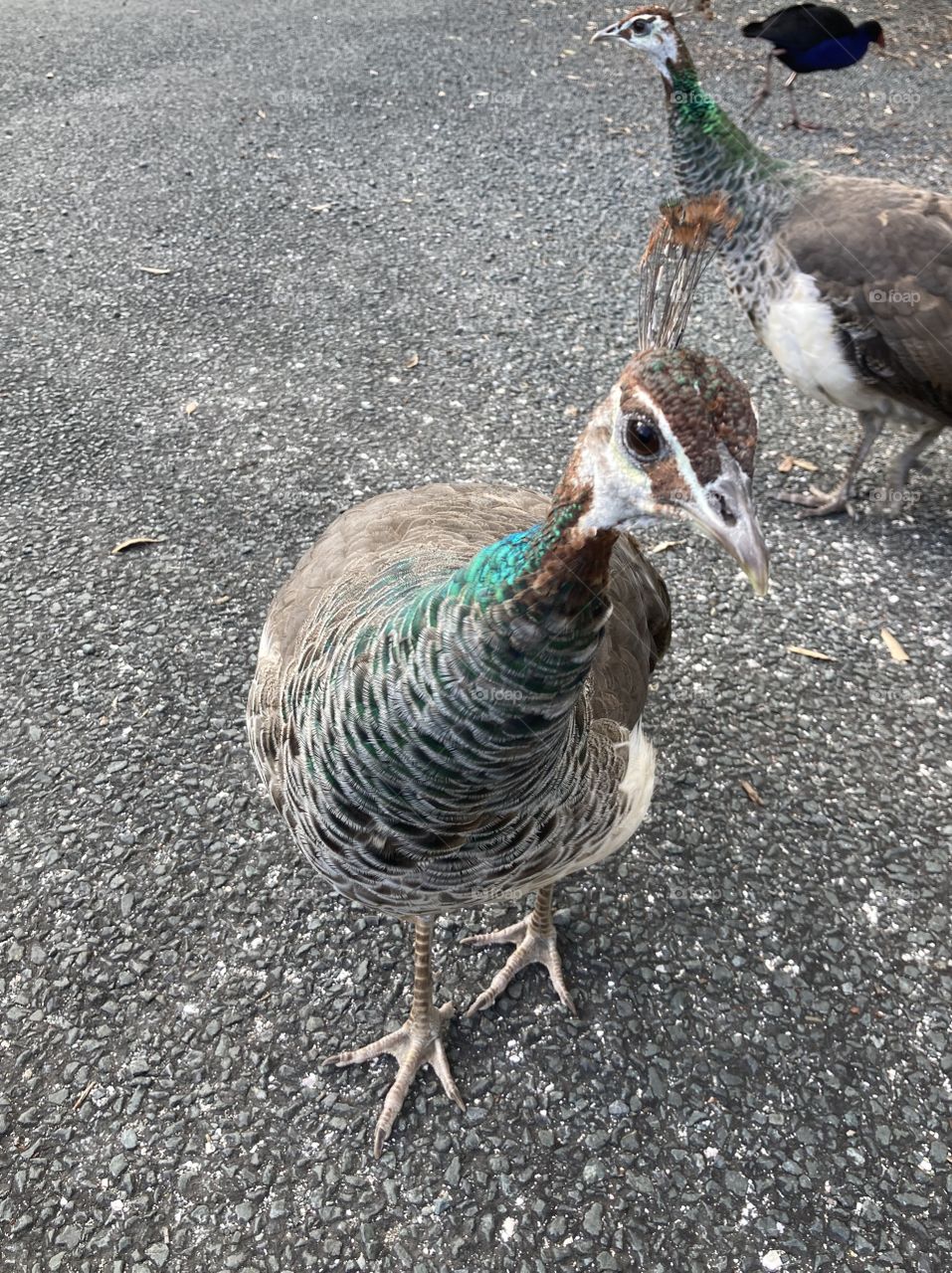 Curious Peahen