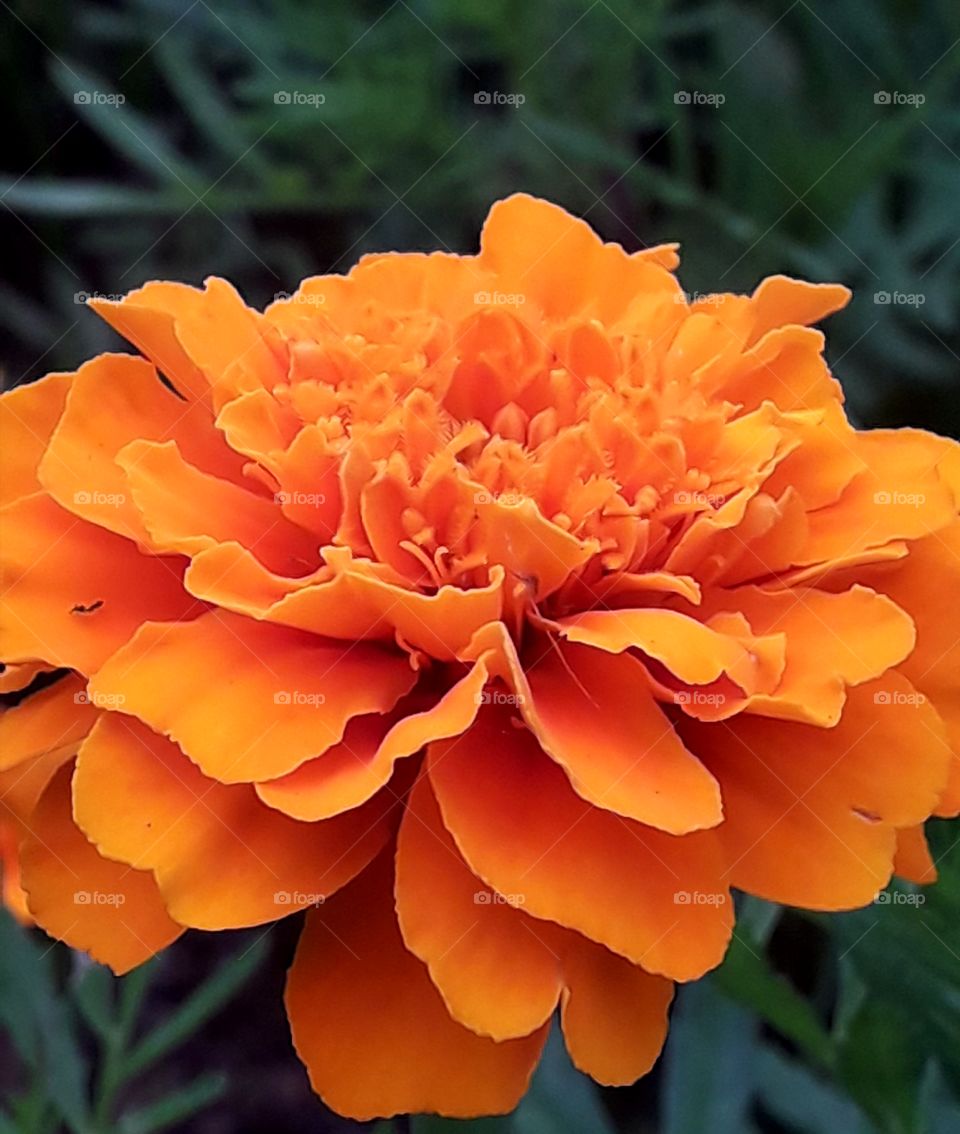Beautiful orange flower is on the ground in the park South Korea