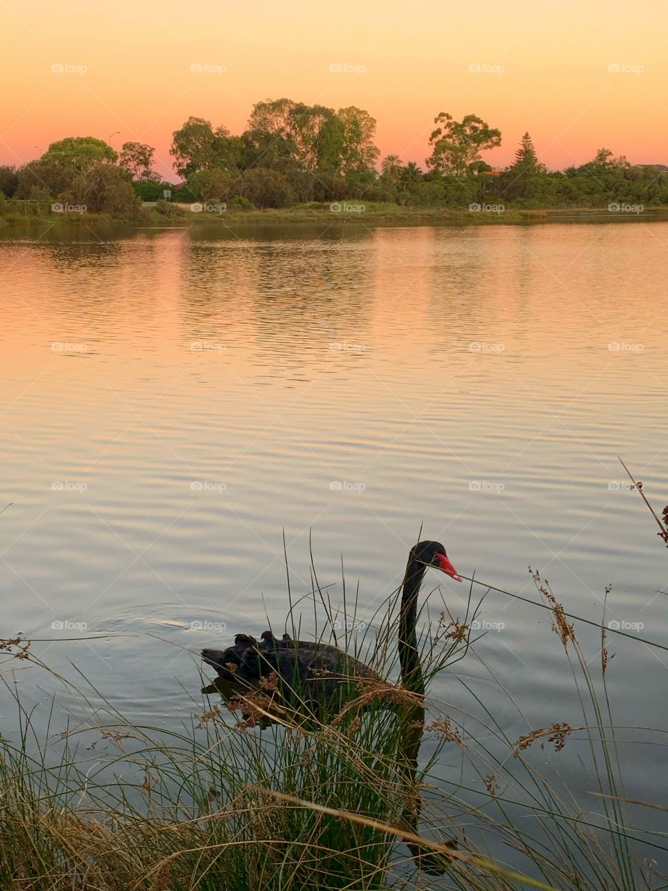 The black swan is a large waterbird, a species of swan which breeds mainly in the southeast and southwest regions of Australia.