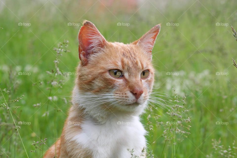 Stray but handsome!