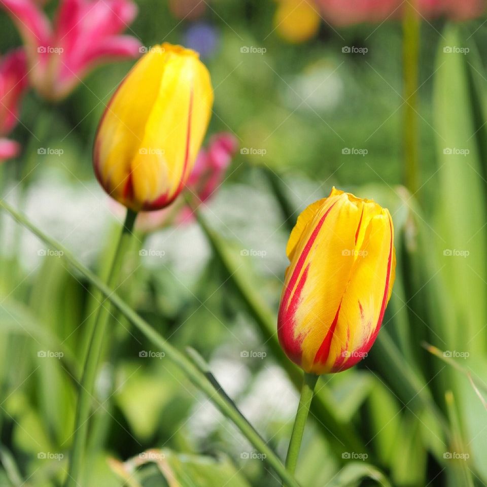 Close-up of two tulip flowers
