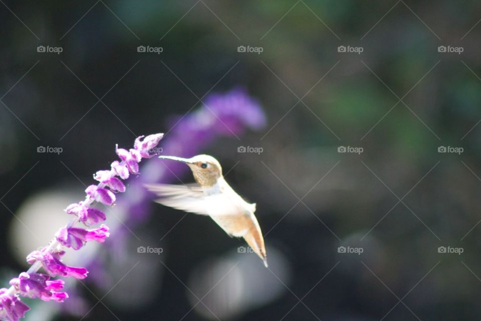 Ah Nature #1. Hummingbird @ salvia