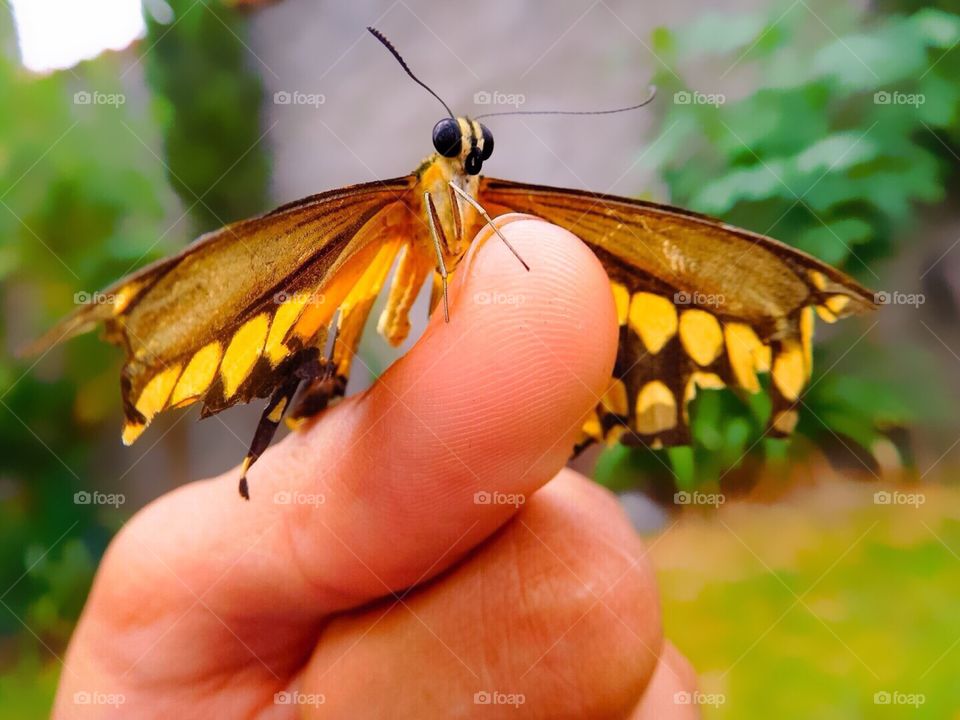 Butterfly In finger