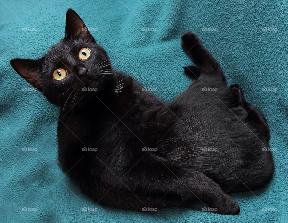 model sweet cat pet by dryair