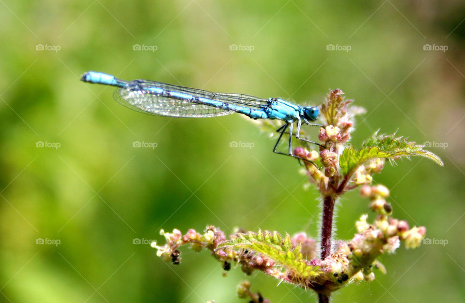 macro close summer plant by dannytwotaps