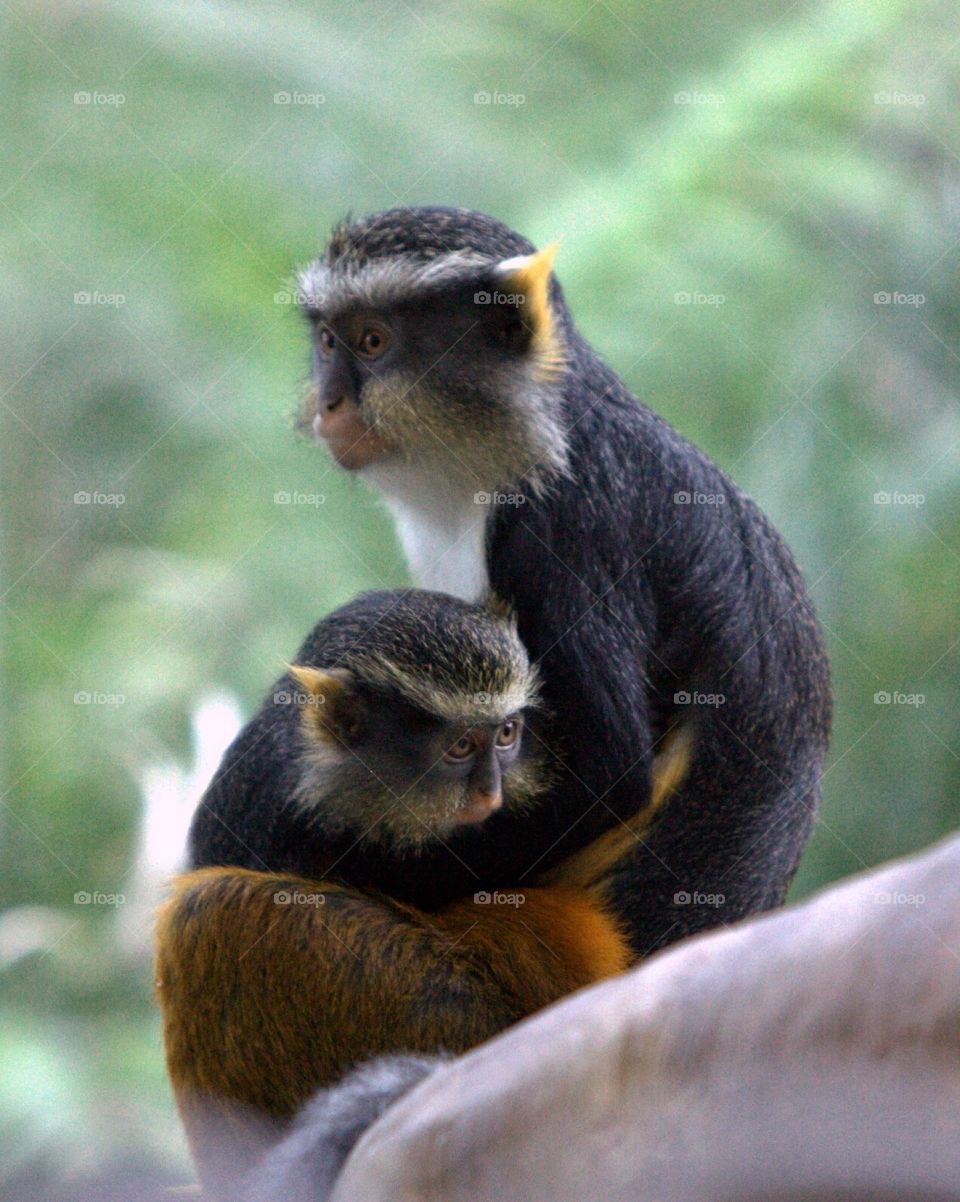 Close-up of two monkeys