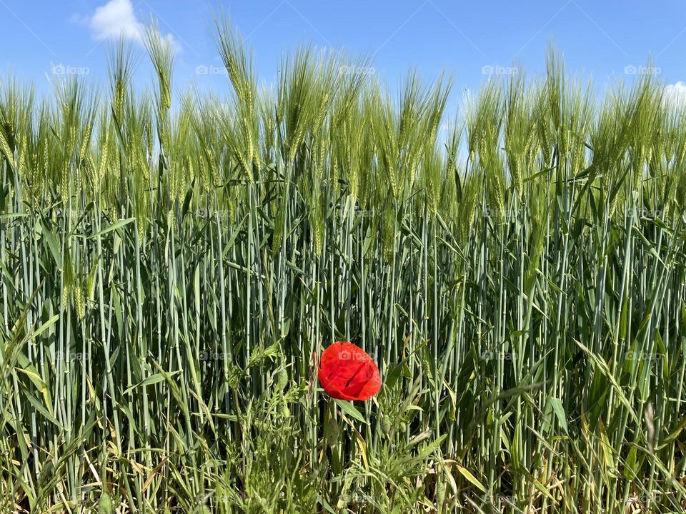 One random bright red poppy on the edge of a farmers crop field 💚❤️