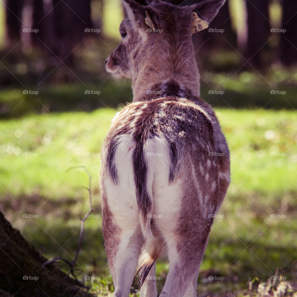 A beautiful deer in the park. Richmond park in London. Sweet animal portrait.