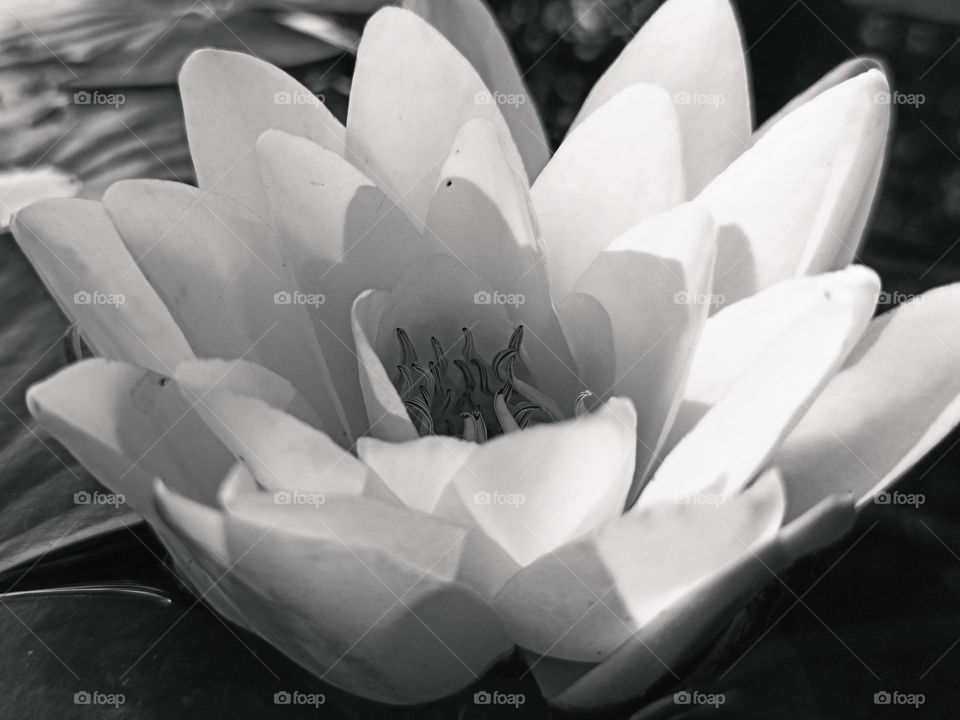 lotus flower closeup in black and white. water lily ma ro