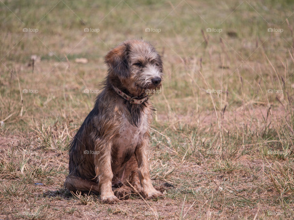 Puppy sitting on grassy field