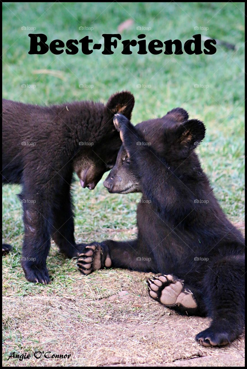 Cubs