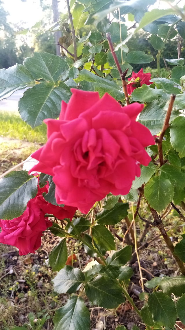 Rosen