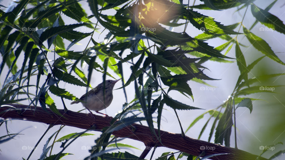 Birdy admiring the sunlight falling on the leaves.