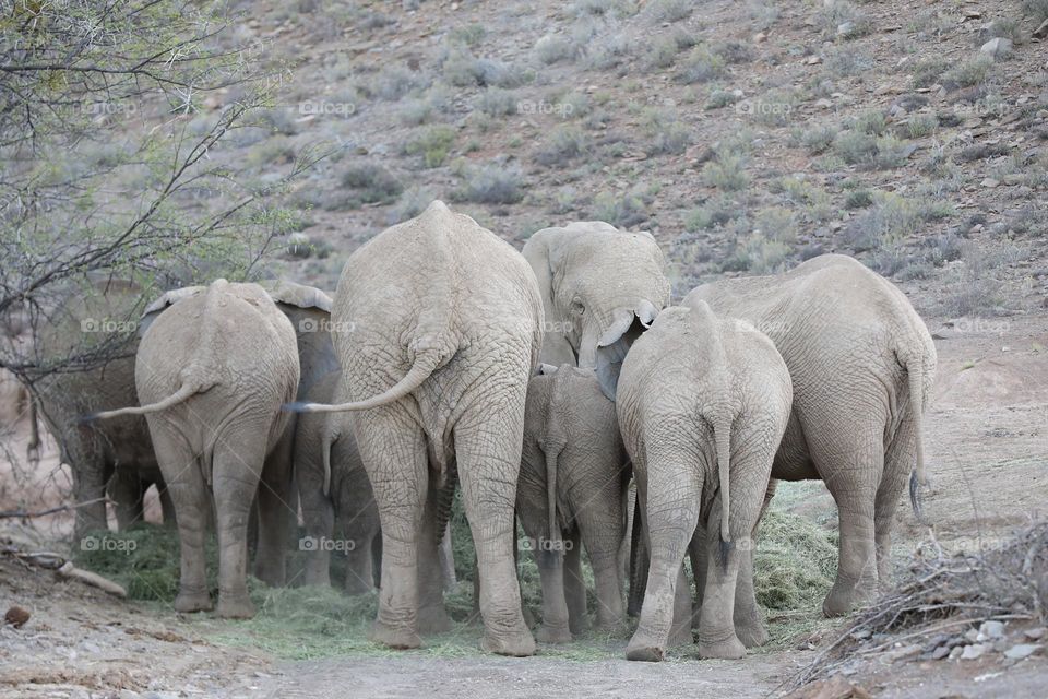 Group of elephants turning the back on us :) 