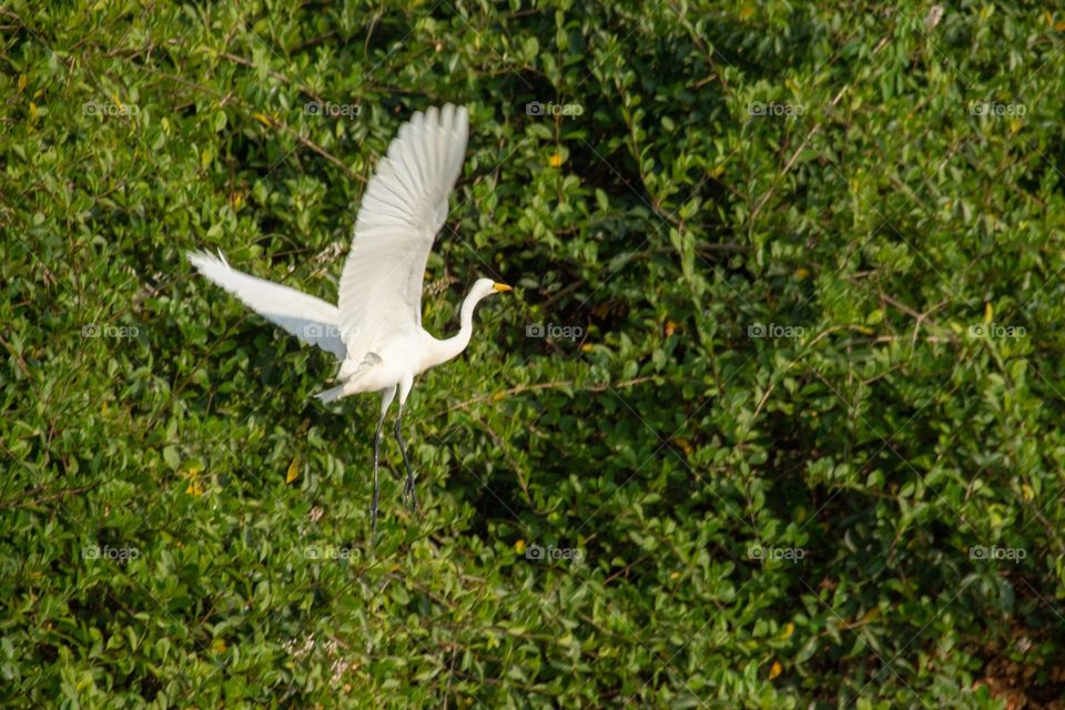 bird at flight.