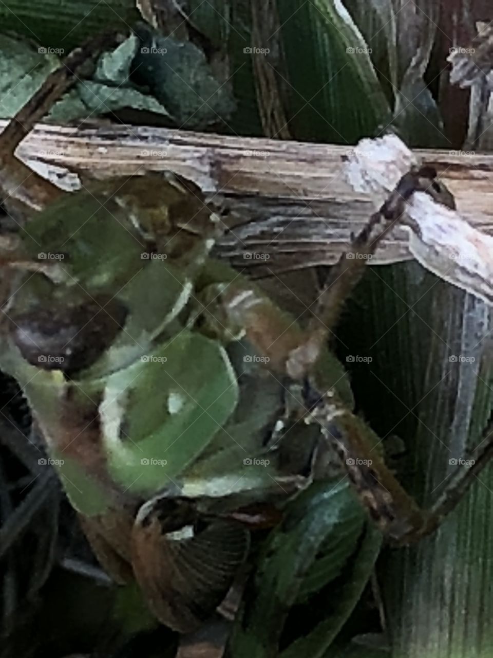 Grasshopper hiding in grass and sticks