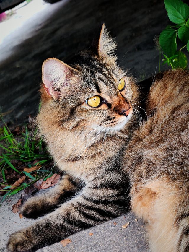 beautiful cat