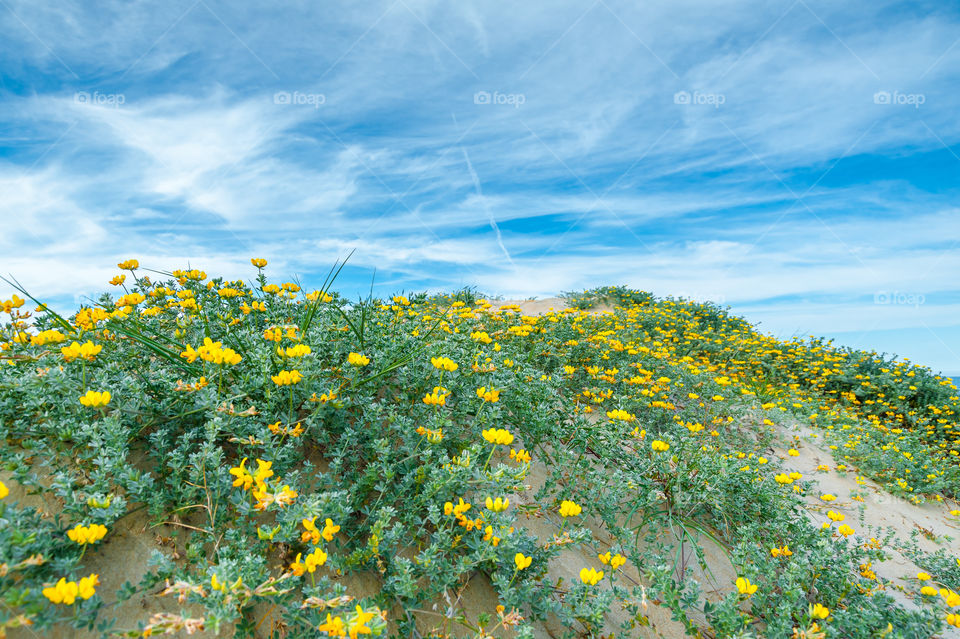 Springtime. Yellow wildflowers Leguminosae, growing on coastal sand dunes.