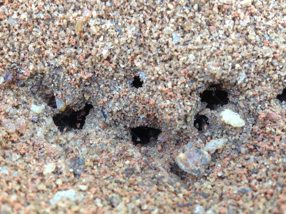 Ant's colony