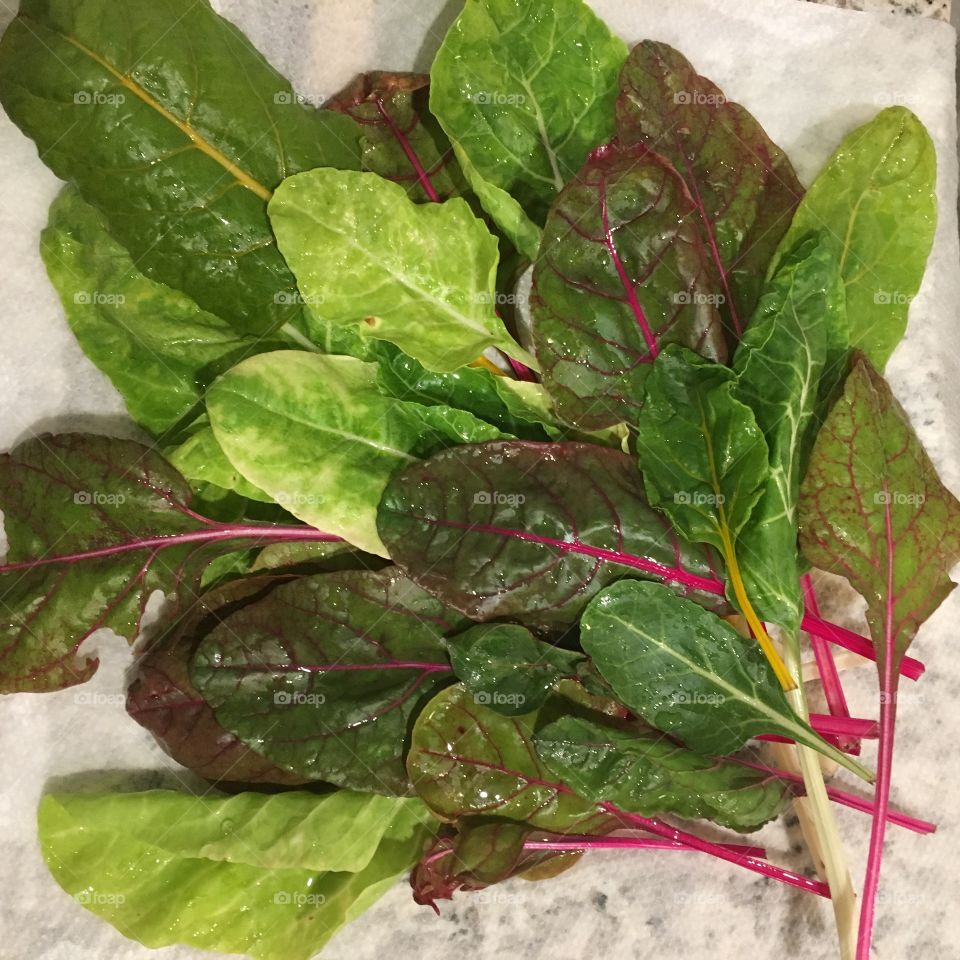 Freshly Washed Colorful Swiss Chard Green Leaves on Paper Towel
