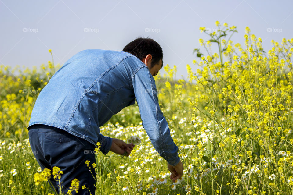 Man collecting yellow  flowers alone