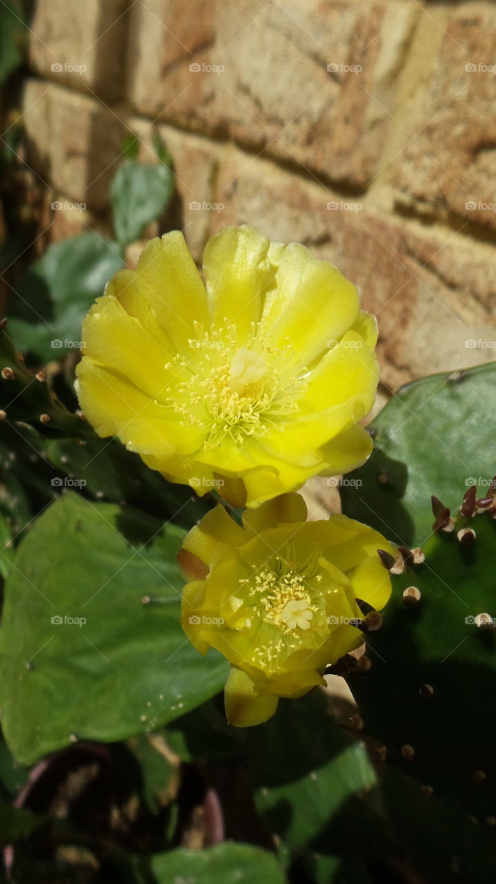 yellow Cactus flower