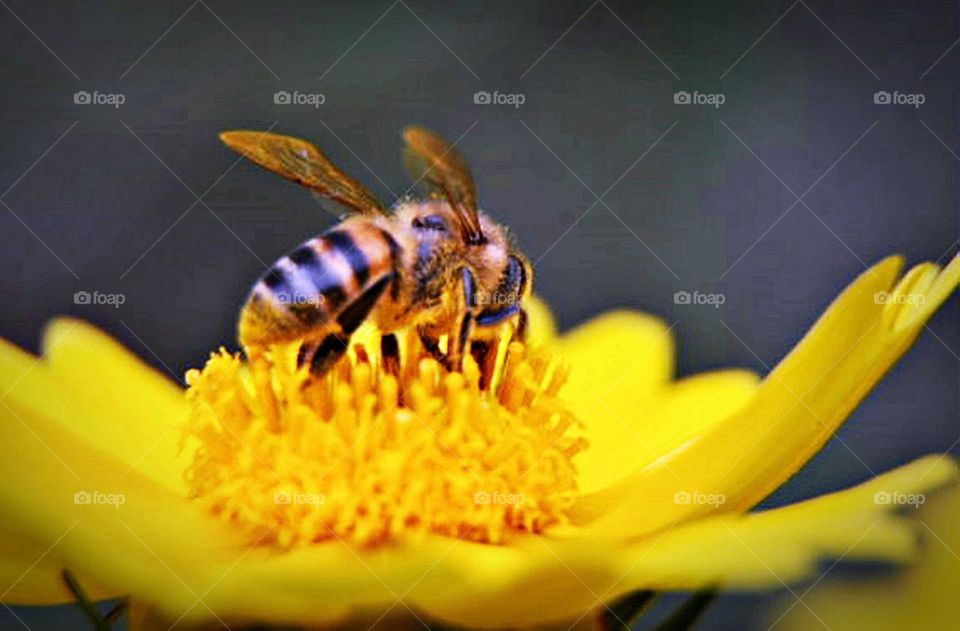 Abelha em flor