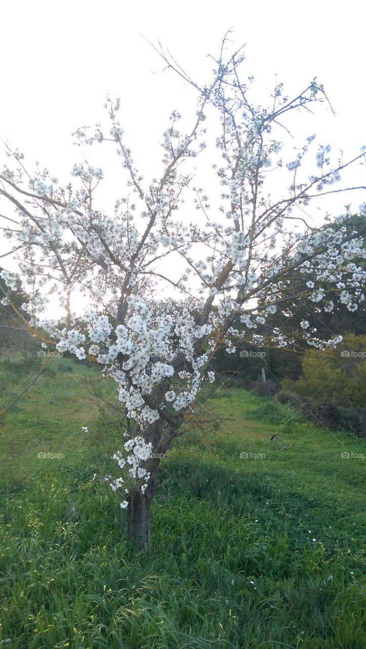 Almond Blossom