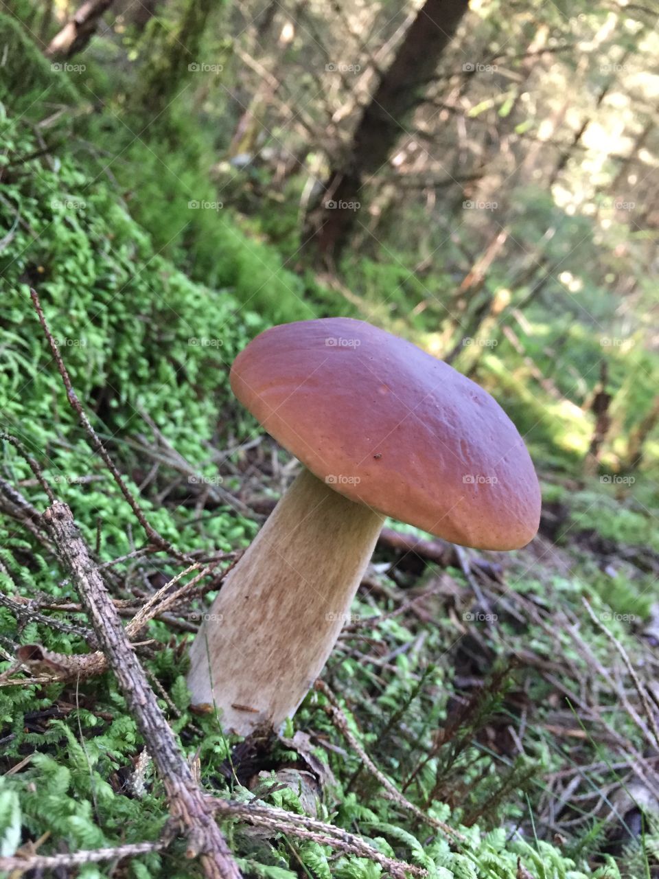 Mushrooms - boletus edulis