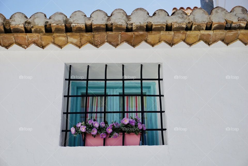 Plants#flowers#window