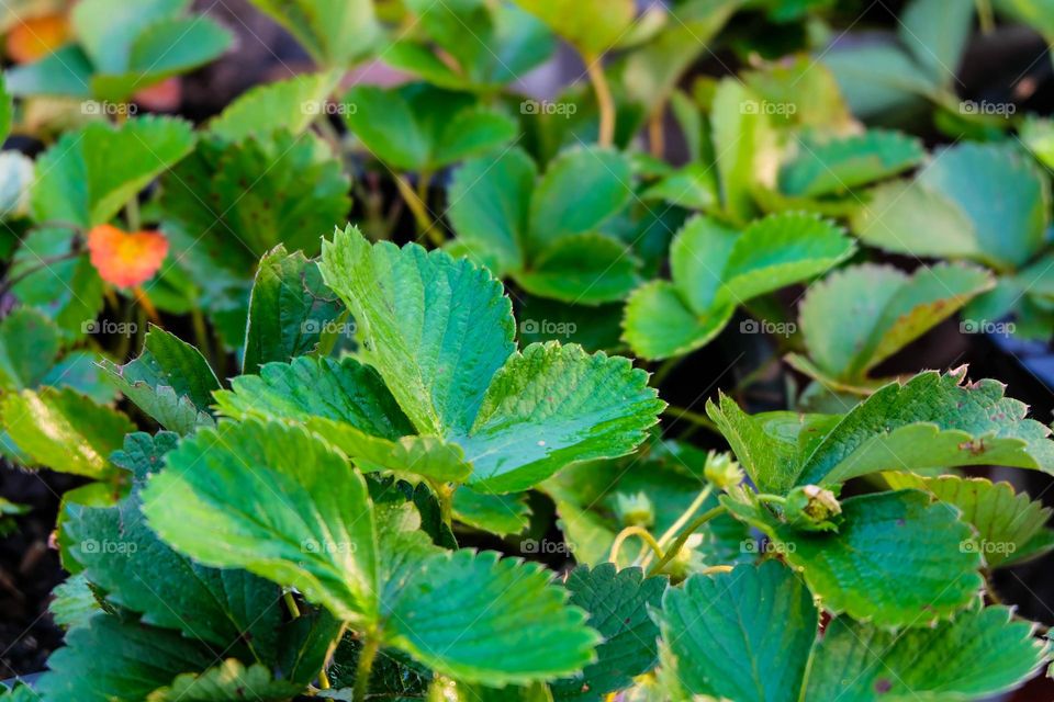 healthy strawberry plants