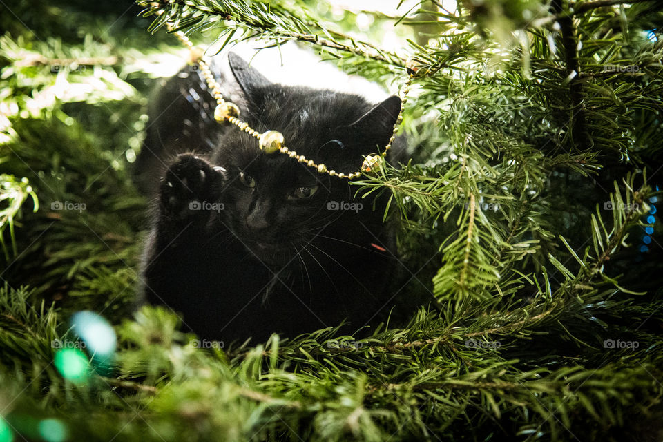 Cute black kitten in a Christmas tree. An animal portrait. Cat is black.