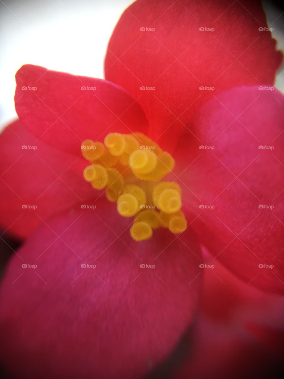 Begonia closeup spirals