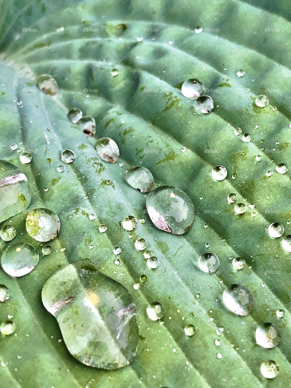 Green leaf with water droplets on surface, closeup, macro photography 
