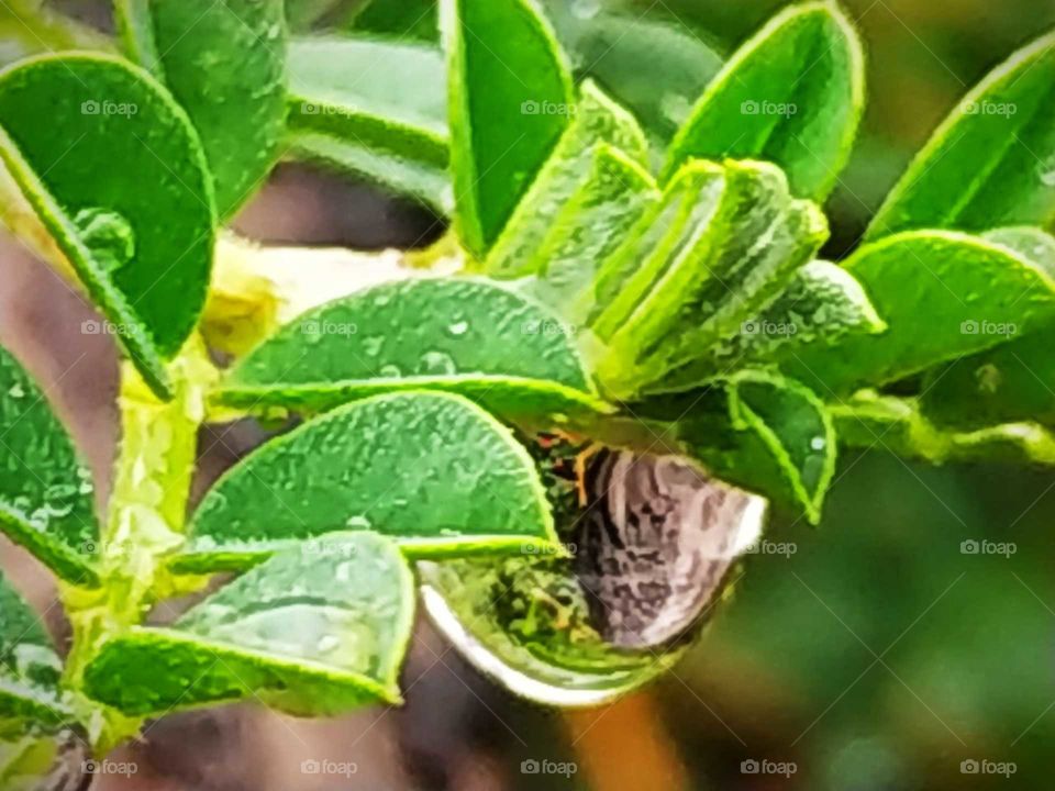 A rainy day scene, beautifully captured rain droplets on leaves looks like mirror reflections