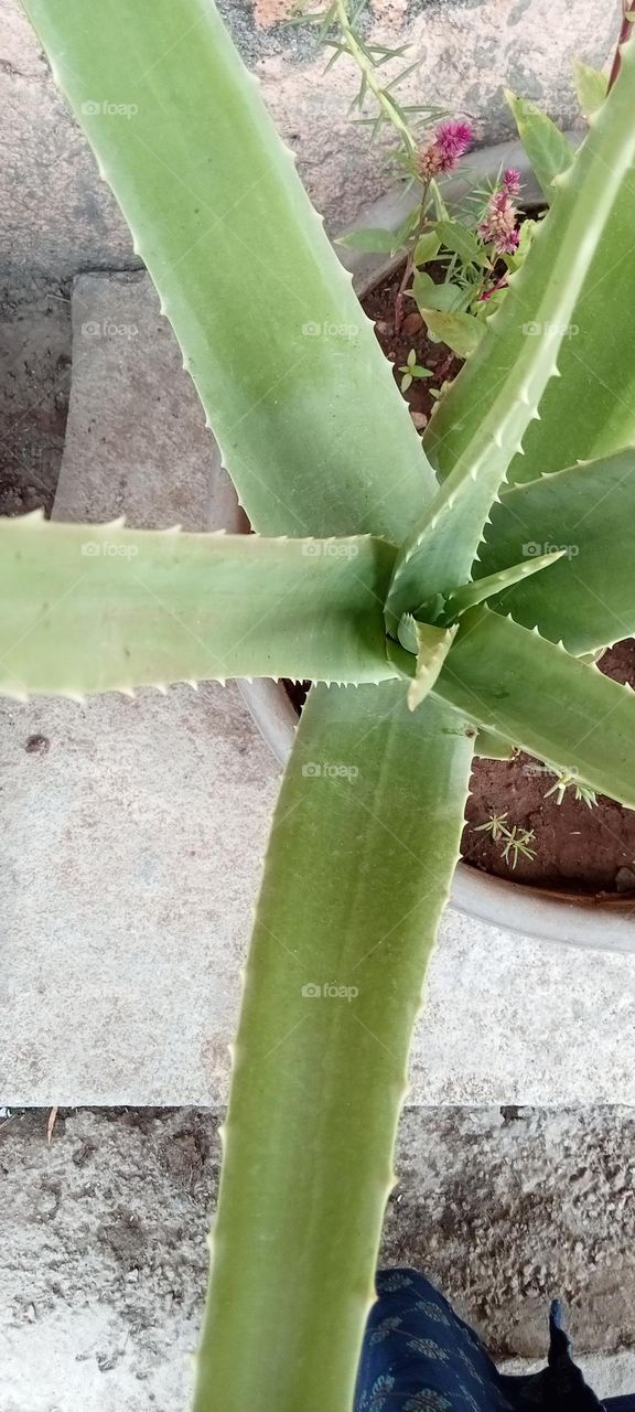 Home decoration plants 🌵