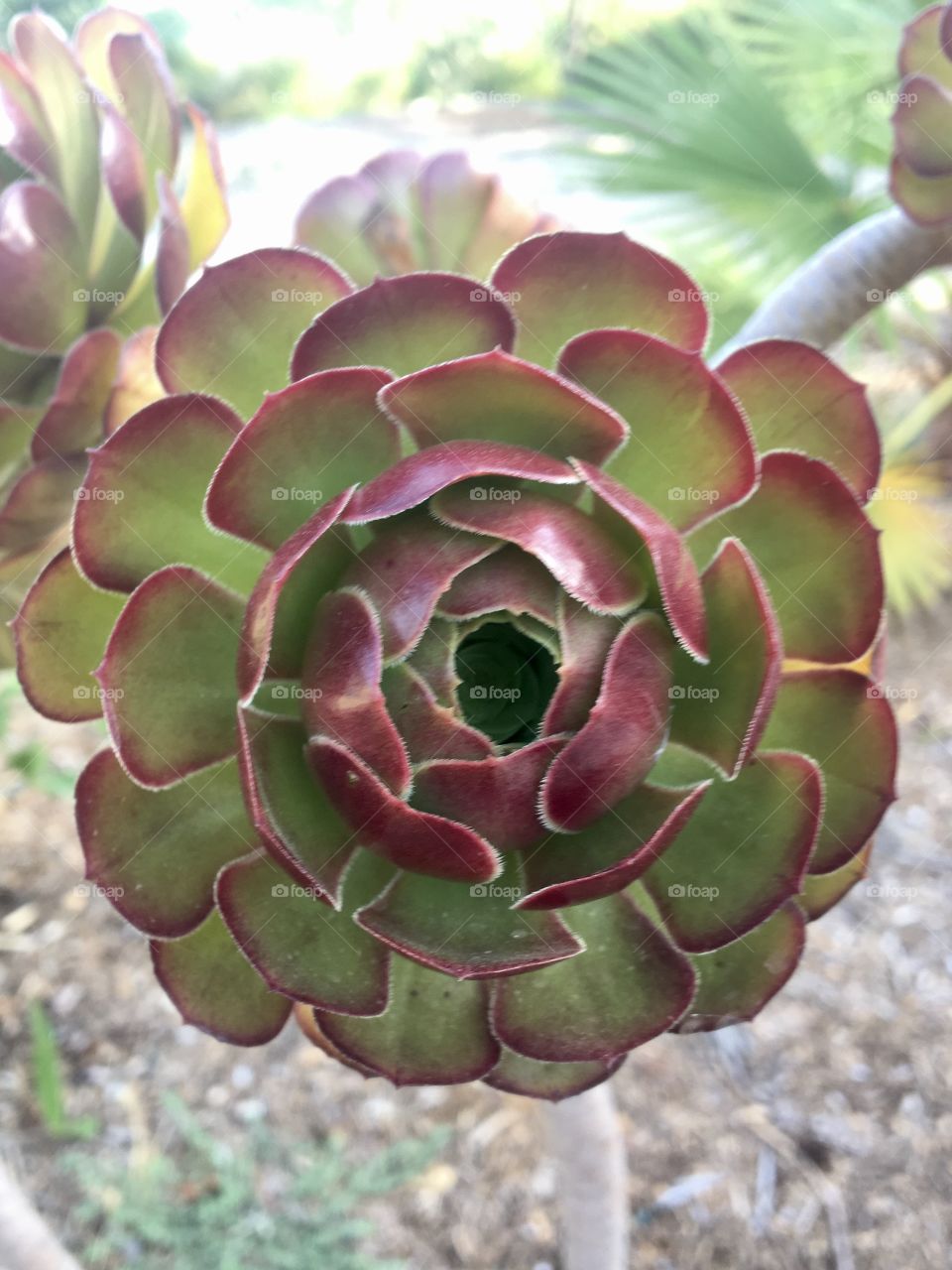 Succulent rosace